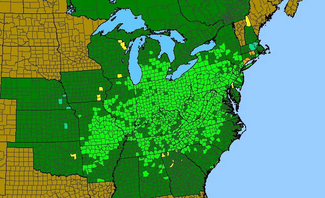 The range of Viola striata