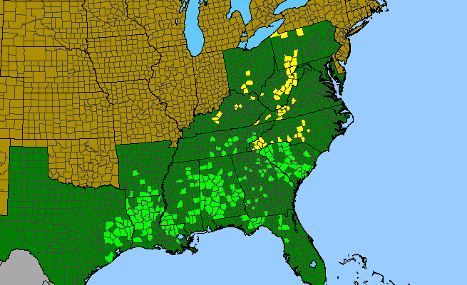 The range of Viola walteri