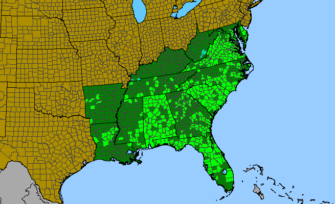 The range of Yucca filamentosa